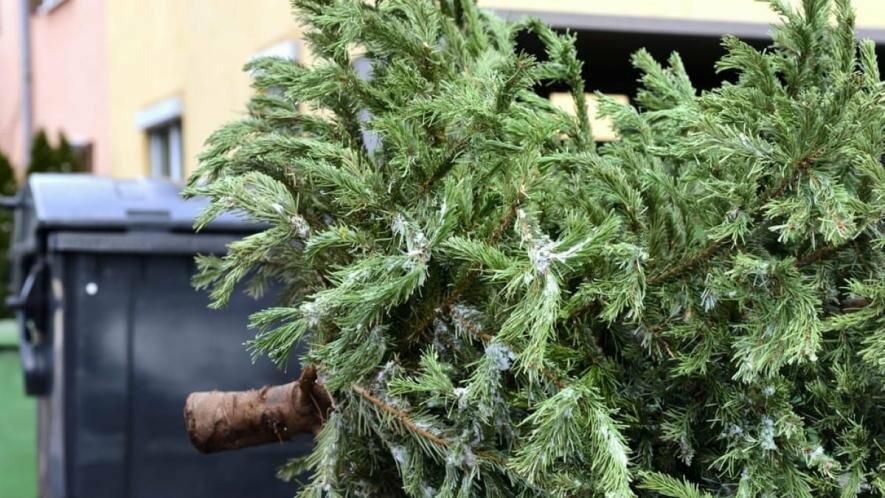 Полтавців закликають залишати новорічні ялинки поблизу контейнерних майданчиків