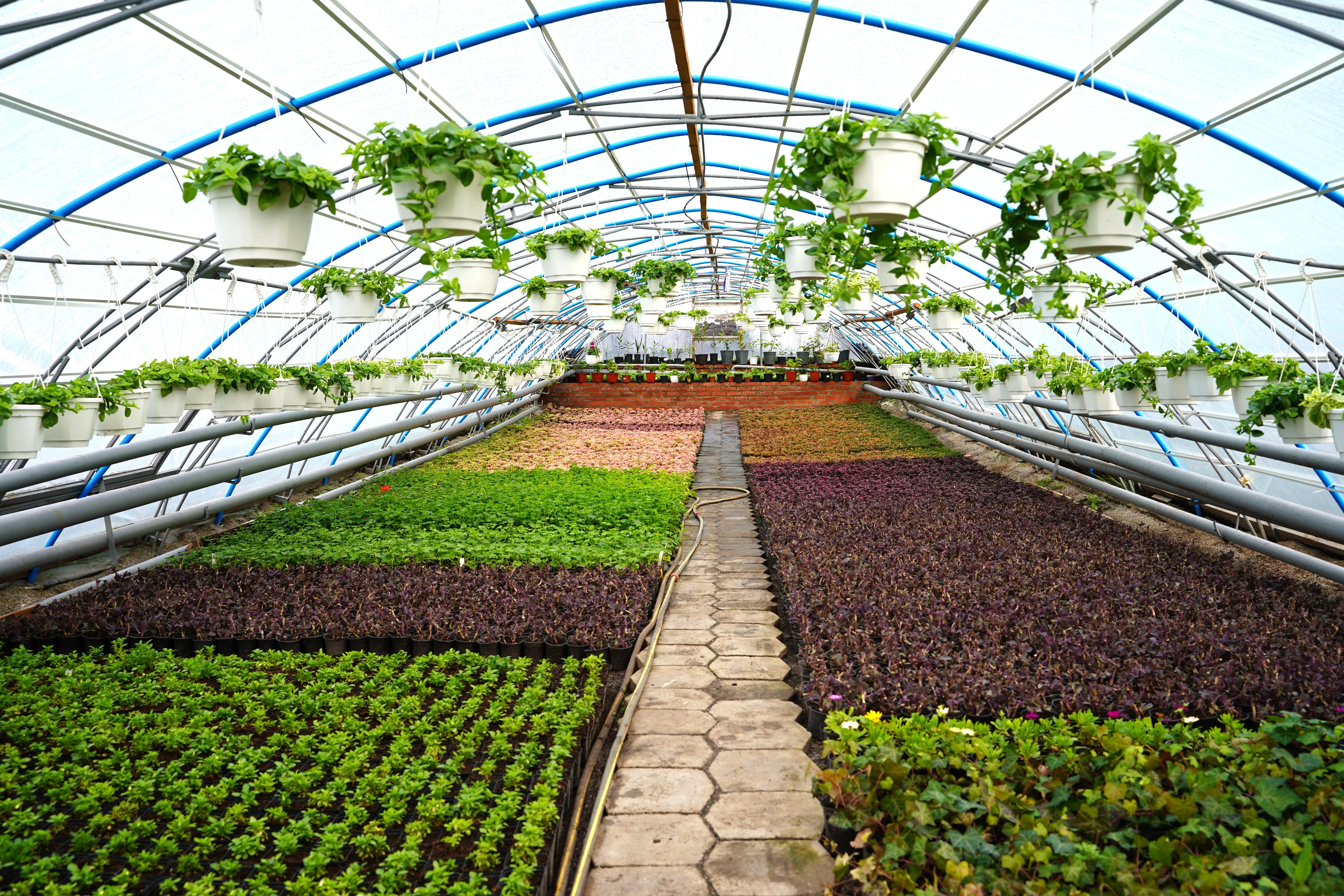 У Полтаві висадять близько 100 тисяч рослин